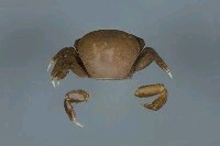 藏品(玲瓏無齒蟹)的圖片